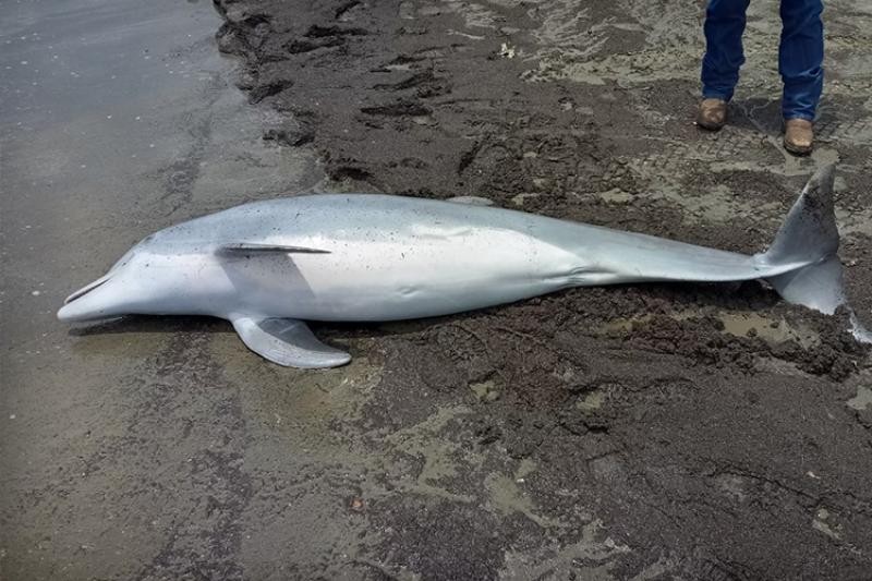 Após achar golfinho baleado em praia, agência dos EUA oferece recompensa de US$ 20 mil por autor do crime