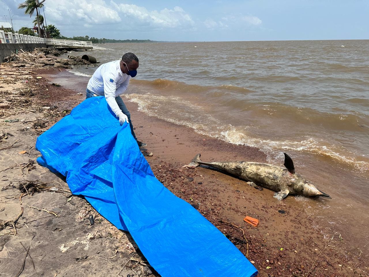 Boto tucuxi de 1,73 metro é encontrado morto às margens do Rio Amazonas, em Macapá