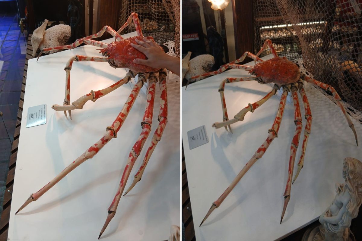 Quer ver o maior caranguejo do mundo? Está em Santos e tem patas gigantes