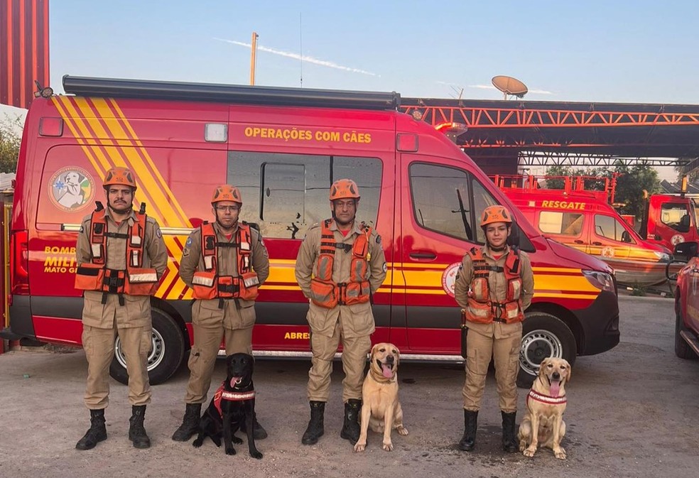 Maya, Bela e Thayron são cachorros  certificados pelo Conselho Nacional dos Corpos de Bombeiros Militares do Brasil — Foto: Reprodução