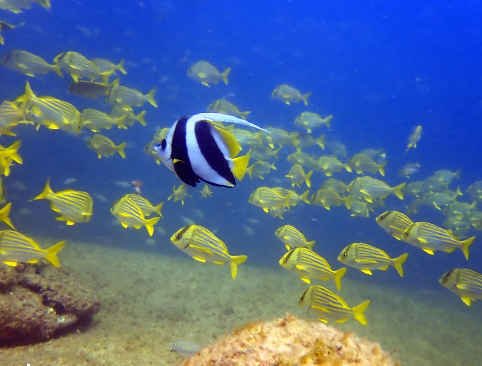 Pesquisa estima que 17% dos animais marinhos podem desaparecer at&eacute; 2100 |  Natureza | G1