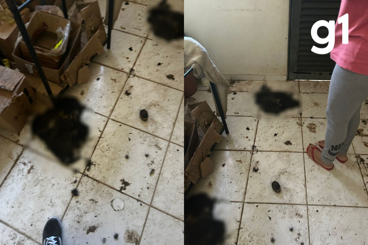 Morador é preso após polícia encontrar 5 gatos mortos dentro de casa em Cuiabá e alega ritual de bruxaria