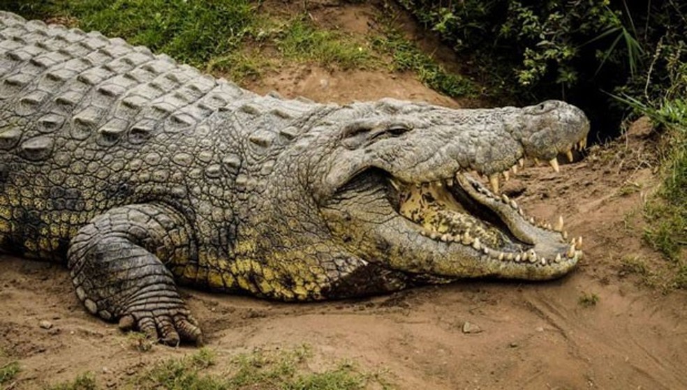 Crocodilo de água salgada é um dos mais perigosos na Austrália  — Foto: Crocworld Conservation Centre)