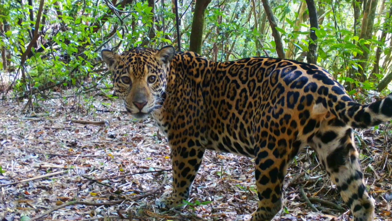 “Biotravessia”: equipe chega ao Paraná e acompanha projeto de conservação do maior felino das América