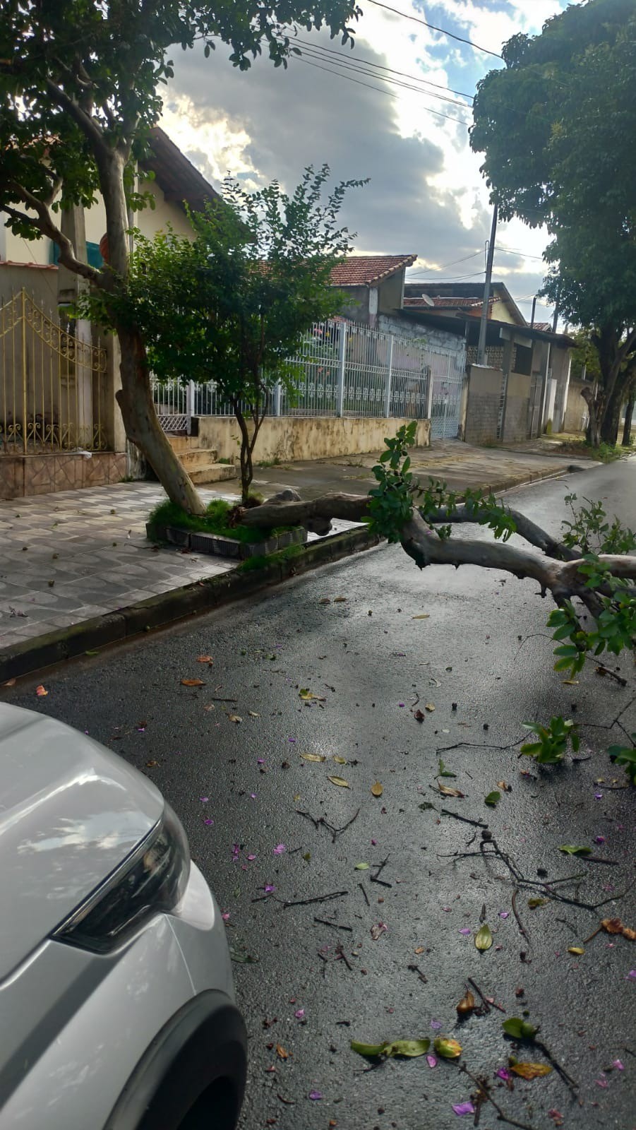 Cidades do Vale do Paraíba registram queda de árvore, chuva de granizo e alagamento após temporal