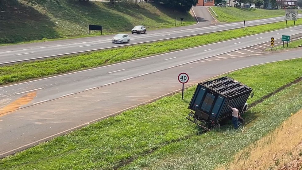 Caminh&atilde;o de porcos foi atingido na lateral por caminh&atilde;o de laranjas que atravessou a pista e tombou, na rodovia Euclides da Cunha, em Jales (SP), nesta segunda-feira (21) &mdash; Foto: Eduardo Monteiro/TV TEM