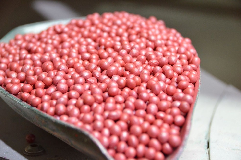 Todas etapas do processo de produção das sementes passam por rigorosos testes de padrão de qualidade, germinação e vigor. — Foto: Divulgação: Milena Rolim/Comunicação I.Riedi