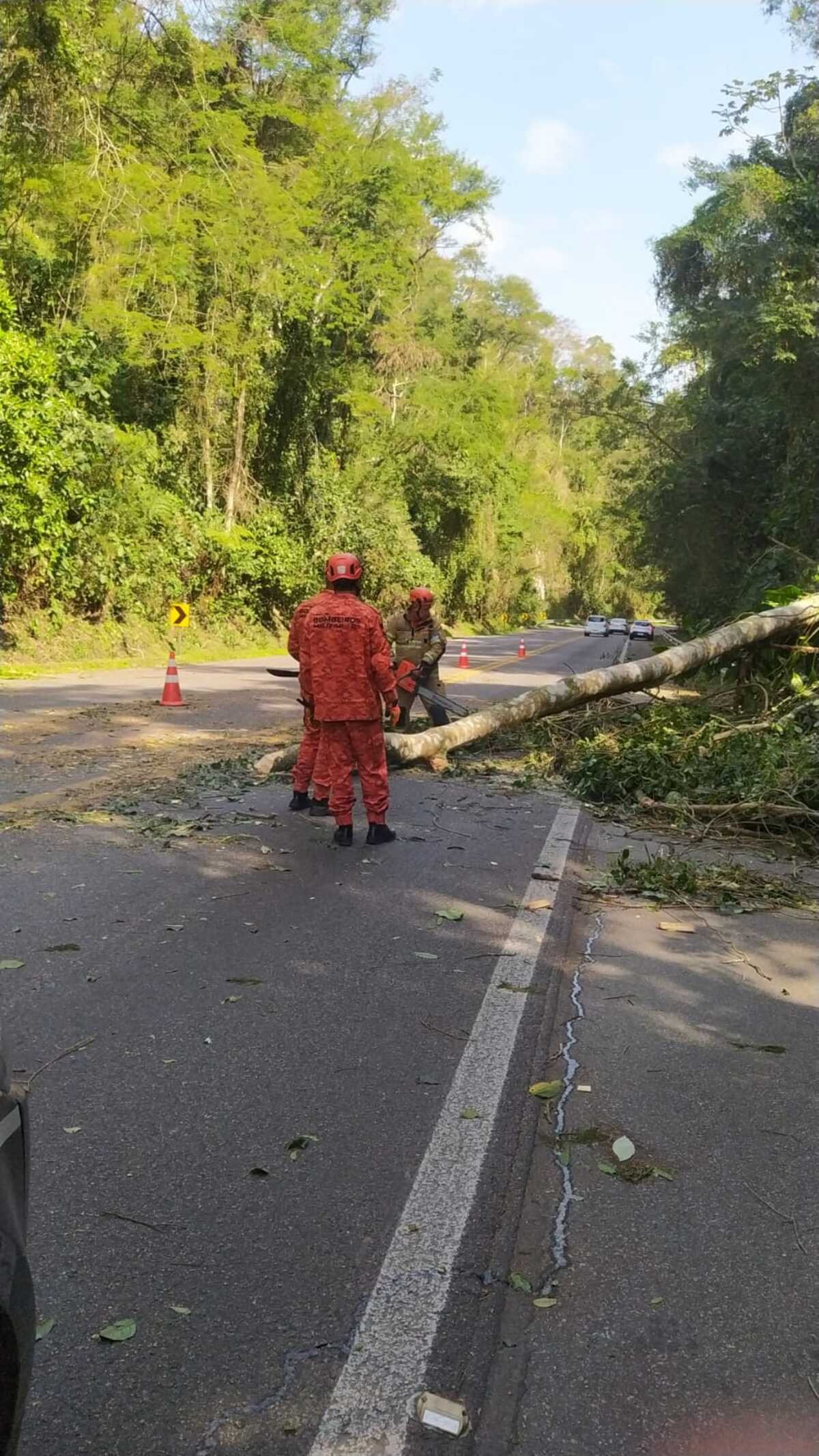 Quedas de árvores interditam trechos da Rodovia Rio-Santos, em Paraty