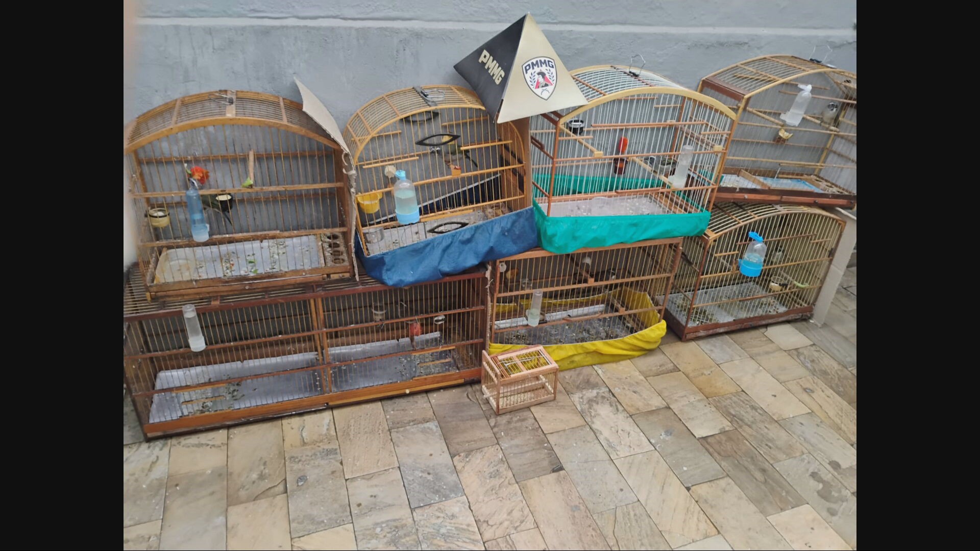 PM prende 13 pessoas e apreende 175 aves silvestres mantidas em cativeiro na Grande BH