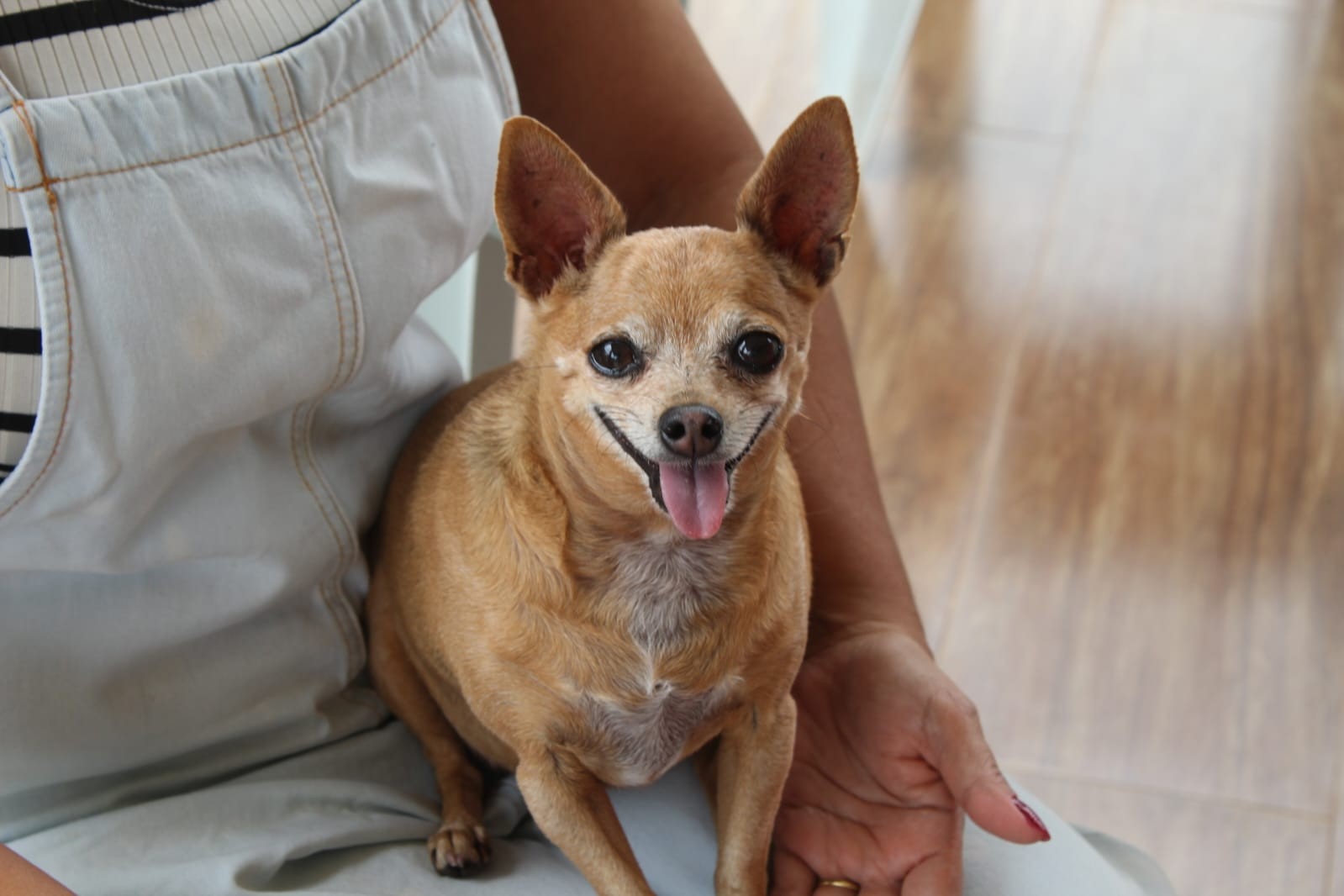 Vacinação antirrábica: Veja quando e onde imunizar cães e gatos contra a raiva em Divinópolis