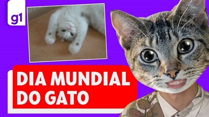 No Dia Mundial do Gato, assista aos vídeos mais populares do