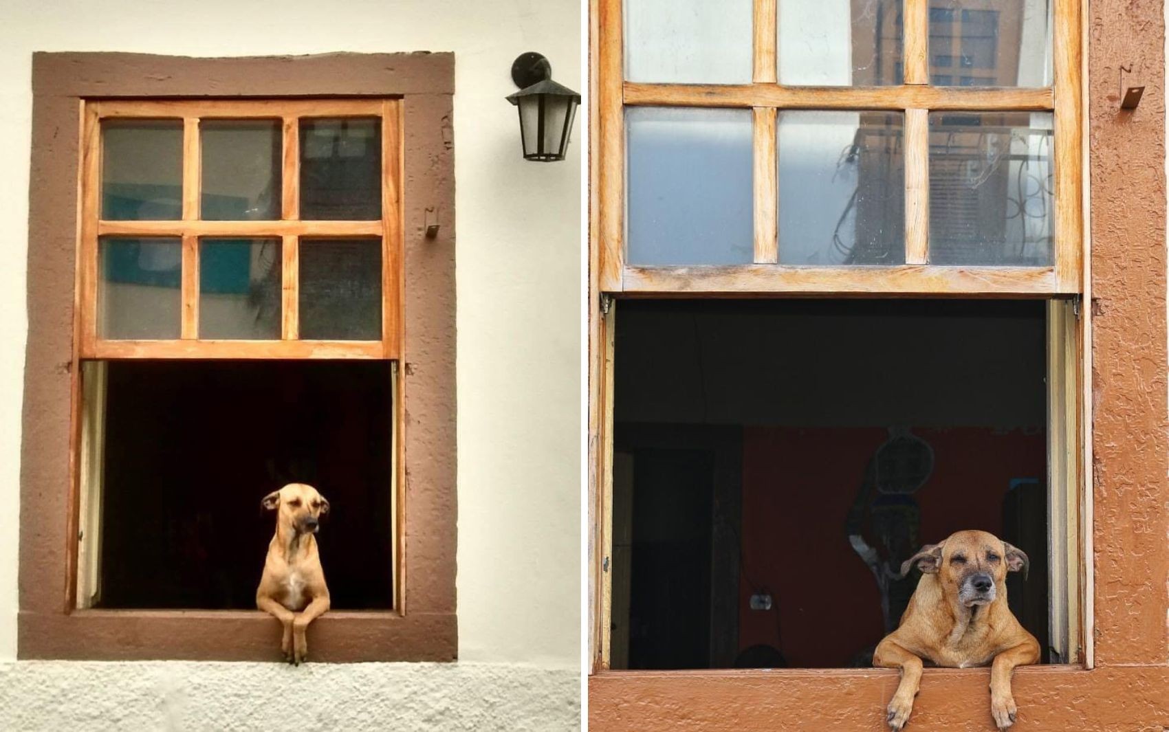 Figurinha famosa: conheça a história da foto de cachorro caramelo que ganhou o mundo 