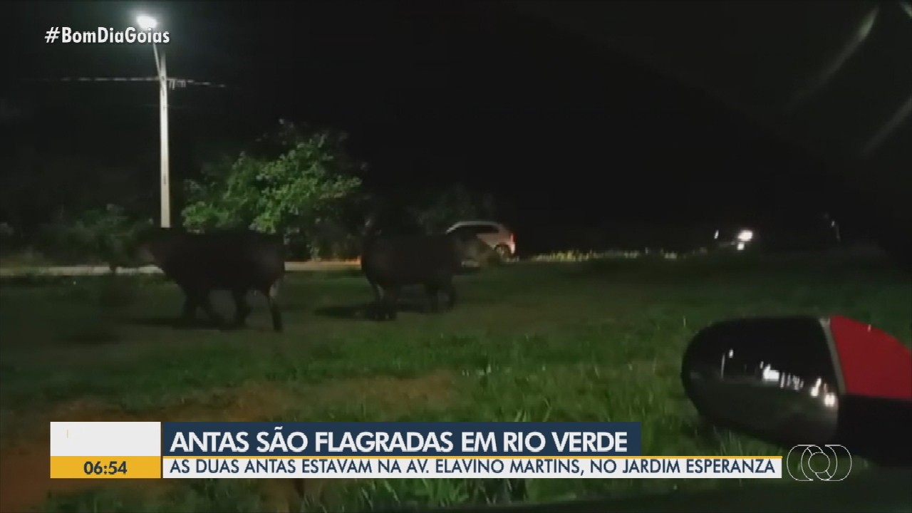 VÍDEOS: Bom Dia Goiás desta quarta-feira, 29 de outubro de 2025