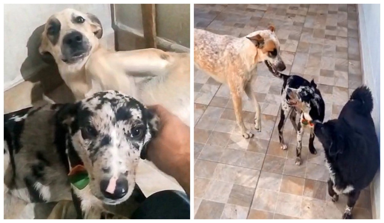 Cachorrinha abandonada em canavial é adotada no interior de SP: 'Me apaixonei por ela', diz tutor