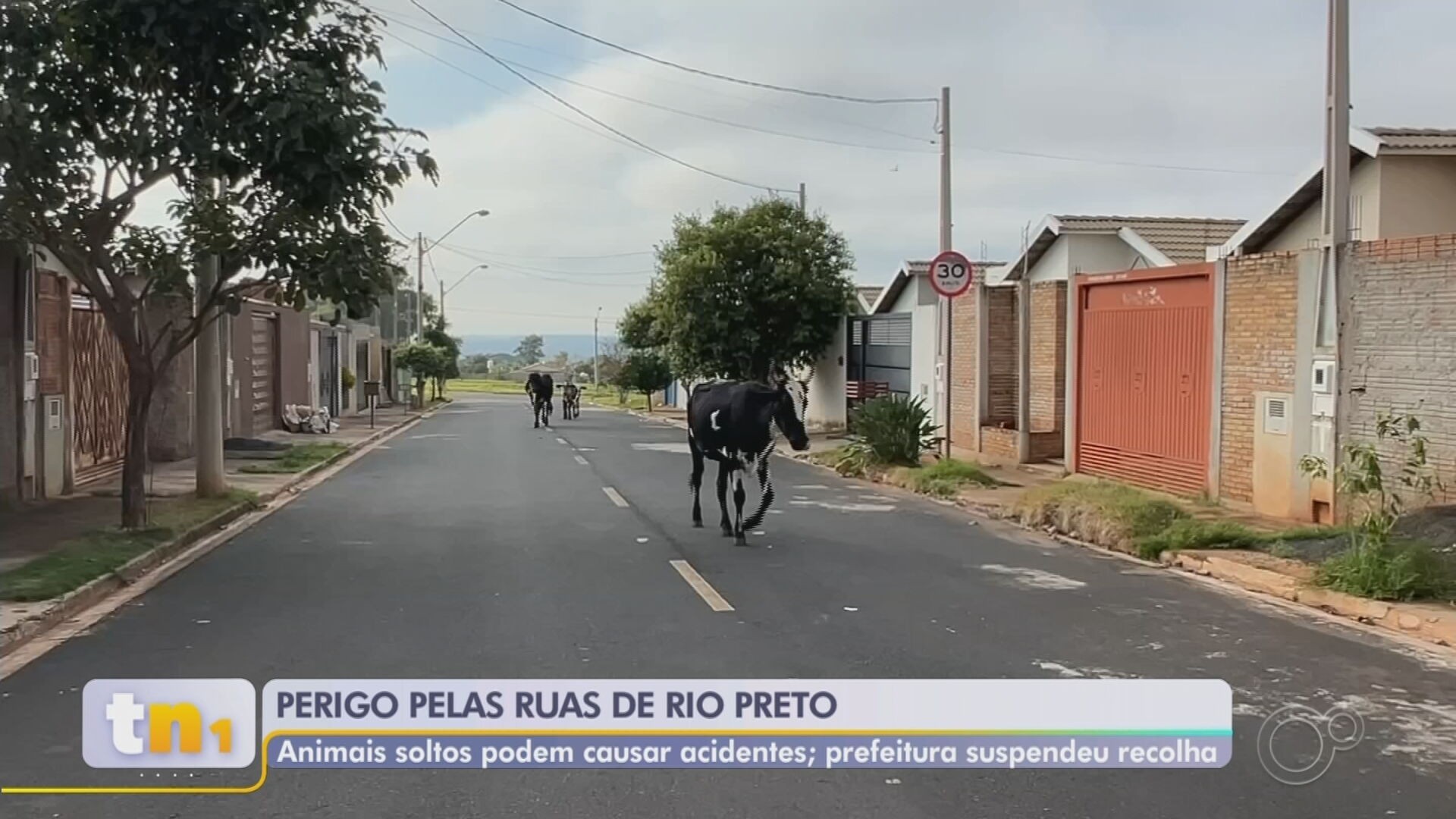 Animais de grande porte soltos em vias públicas colocam motoristas e pedestres em risco em Rio Preto