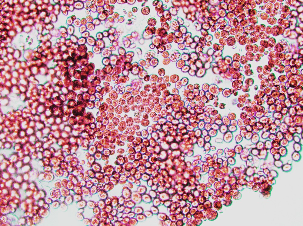 Estudo identifica assinaturas moleculares do envelhecimento compartilhadas entre humanos, primatas e roedores