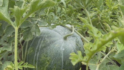 Protetor solar para melancias ajuda a evitar queimaduras causadas pelo sol forte