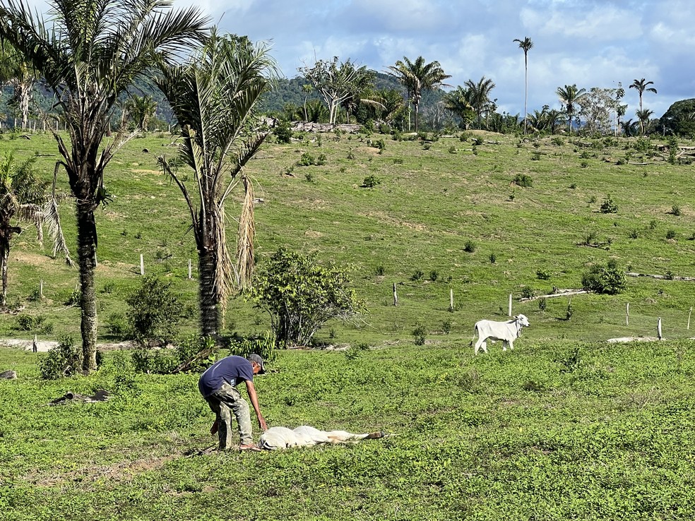 Agricultor Domingos Pereira da Silva, de 57 anos, ajudando bezerro fraco de fome a levantar em meio ao mato que cresce no lugar do capim em Roraima — Foto: Caíque Rodrigues/g1 RR