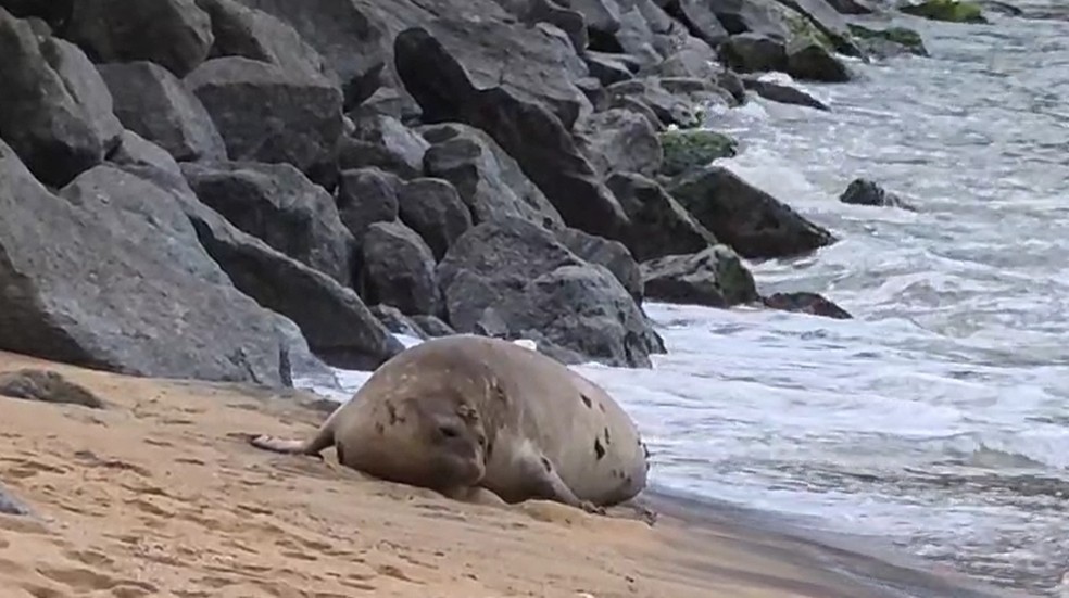 O animal escolheu uma área sob jurisdição militar para descansar e está sendo acompanhado por equipes ambientais e pelo Exército. — Foto: Reprodução g1