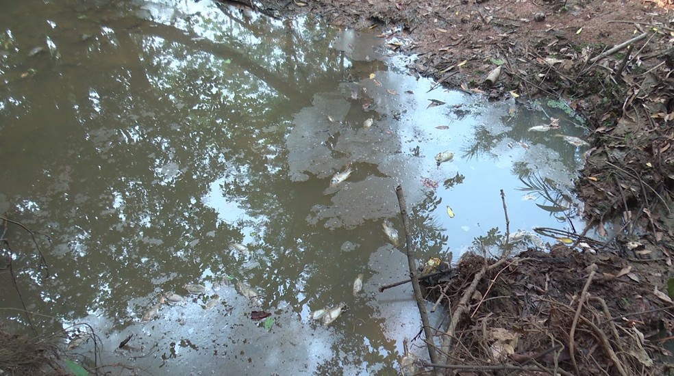 Peixes morrem em igarapé seco em Porto Velho — Foto: Edson Gabriel/Rede Amazônica