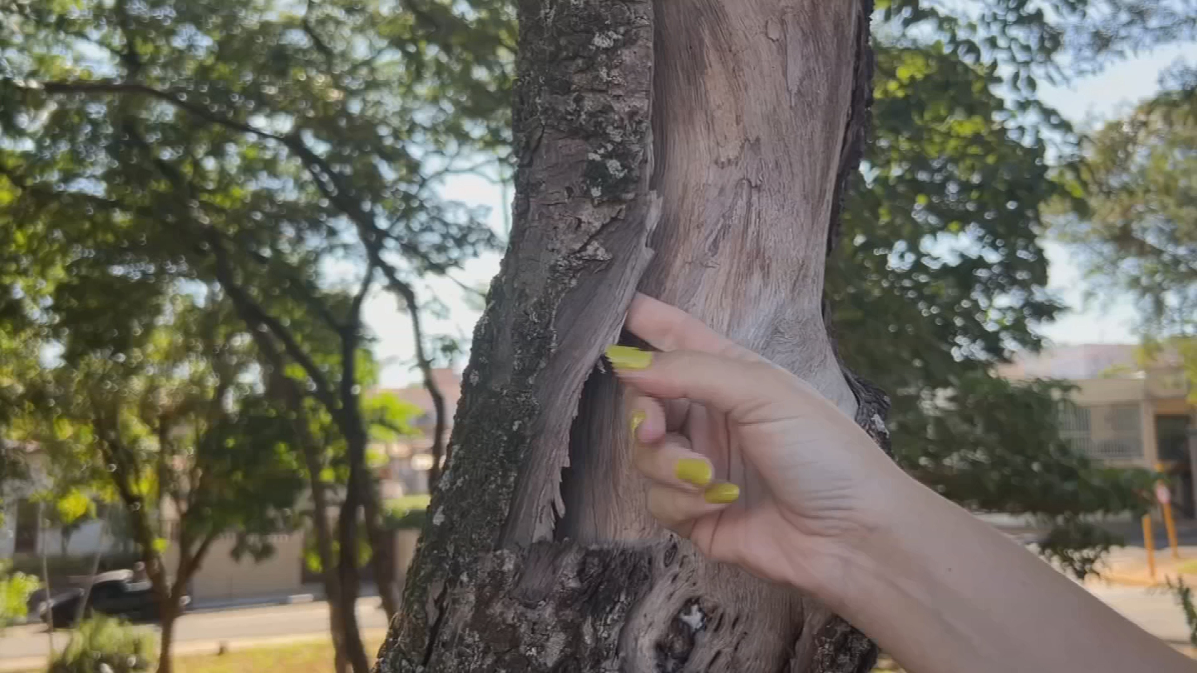 Com árvores doentes e falta de manutenção, Bauru assina plano de arborização para revitalizar áreas verdes 