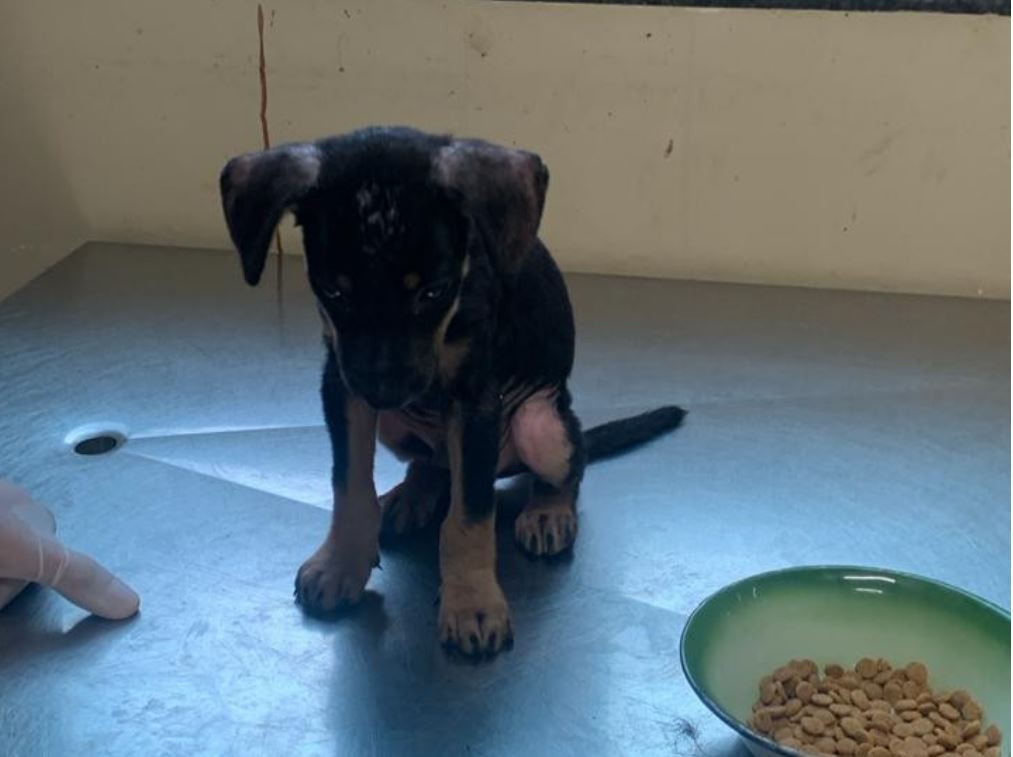 Homem é preso após arremessar filhote de cachorro por cima de muro em Belém;VÍDEO 