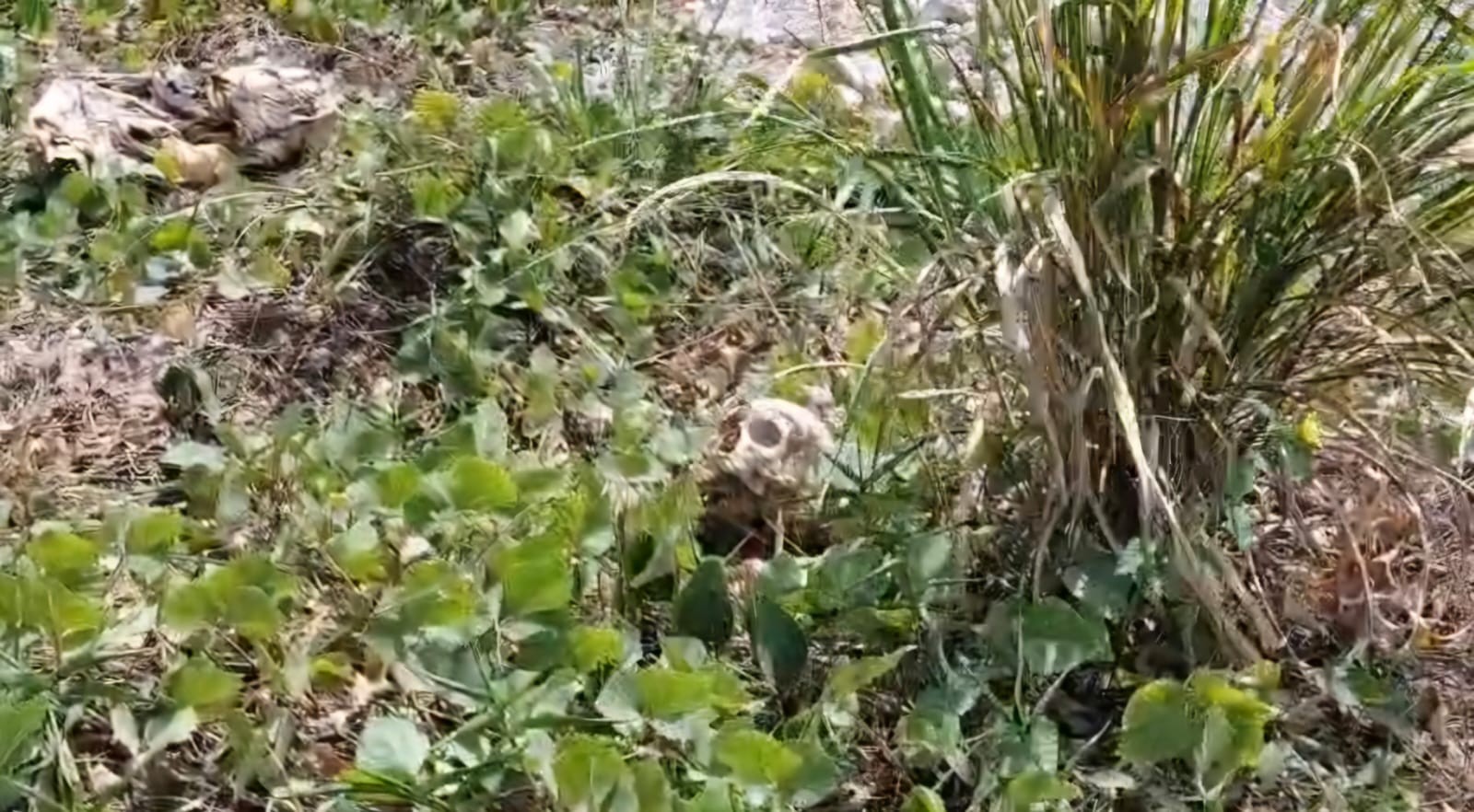 Polícia Civil tenta identificar ossada humana encontrada no bairro Cambuquira, em Santarém