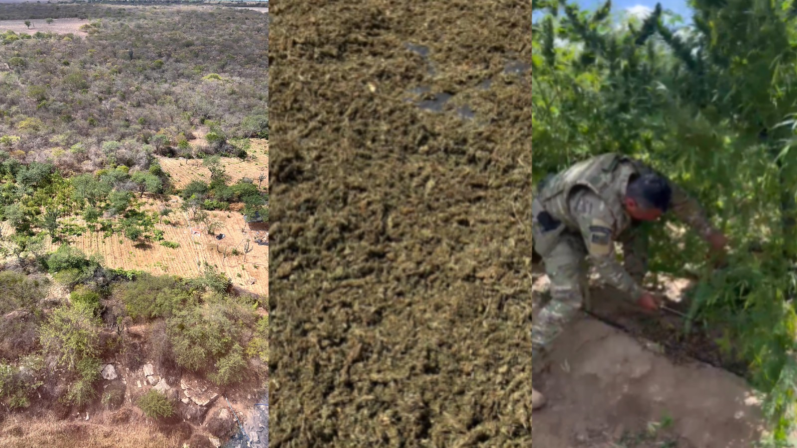 Plantação com cinco toneladas de maconha é encontrada durante operação integrada entre Piauí e Pernambuco