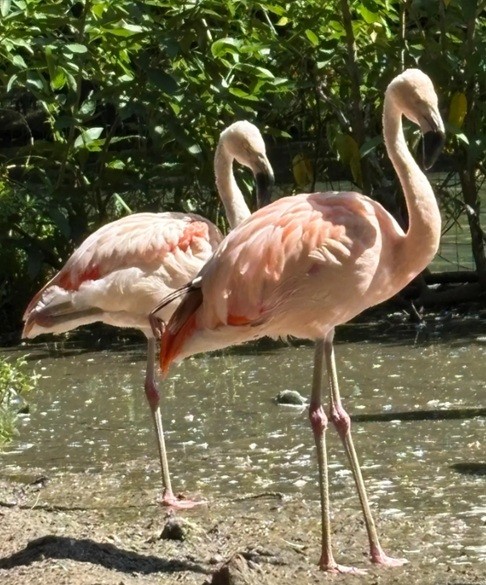 Mangal das Garças recebe flamingos 'de fora' e aposta em truques para formar casais