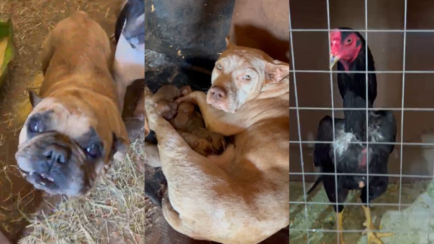 Mordida em língua de boi, cães mutilados e rinhas de galo: homem é preso no Paraná por maus-tratos contra mais de 70 animais