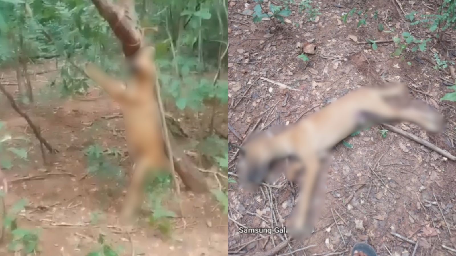 Cachorro é morto enforcado em árvore no PI; suspeito foi conduzido