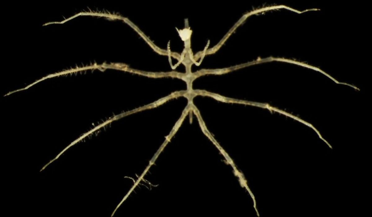 Estrela-flor e porco-do-mar: seres desconhecidos são achados a 4.000 metros no oceano