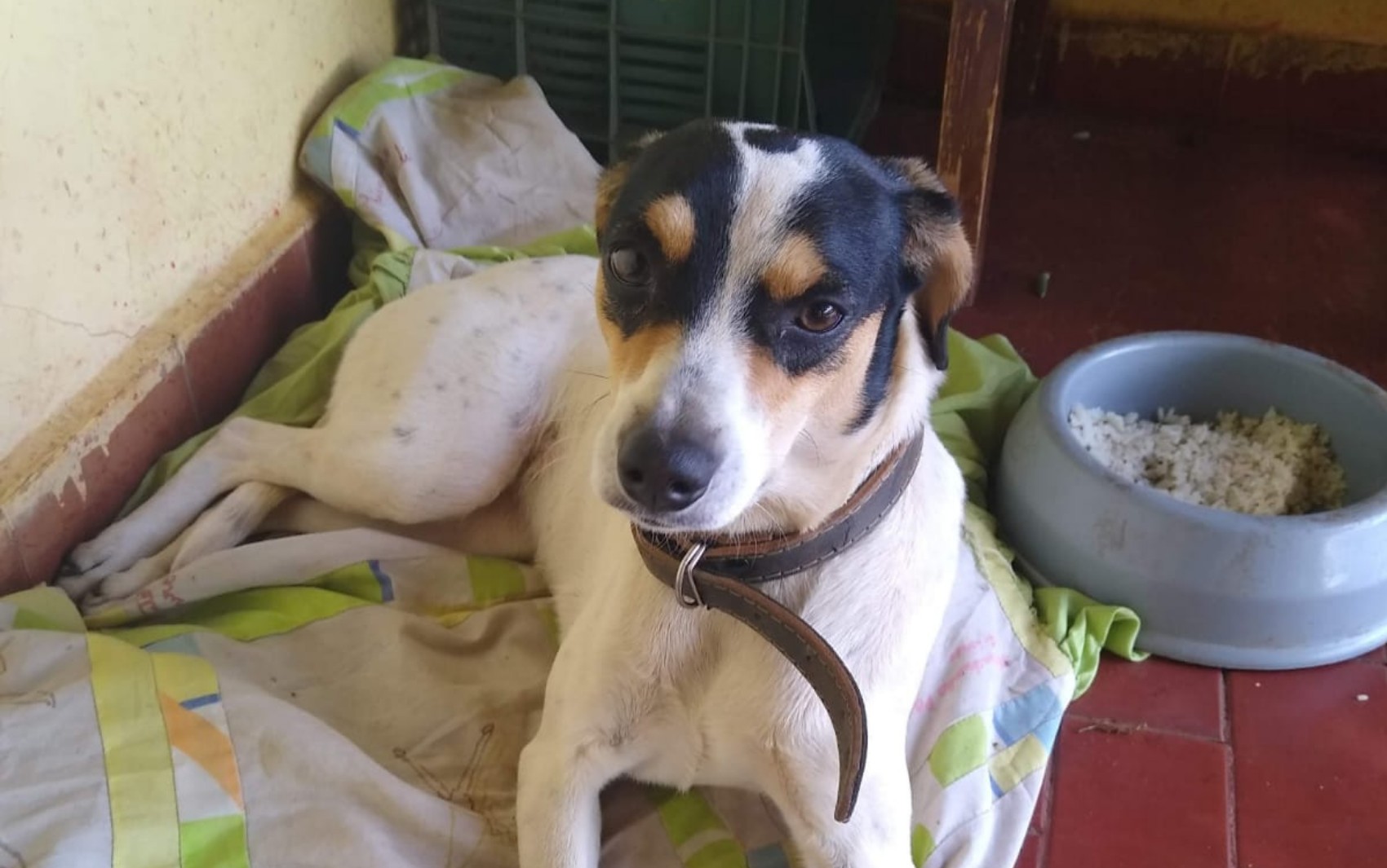 Família procura cachorra que fugiu de casa e foi levada por mulher em Barretos, SP; VÍDEO