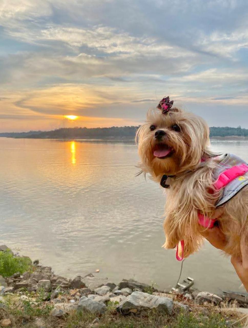 Lei permite que pets sejam enterrados junto com seus tutores em Rondônia