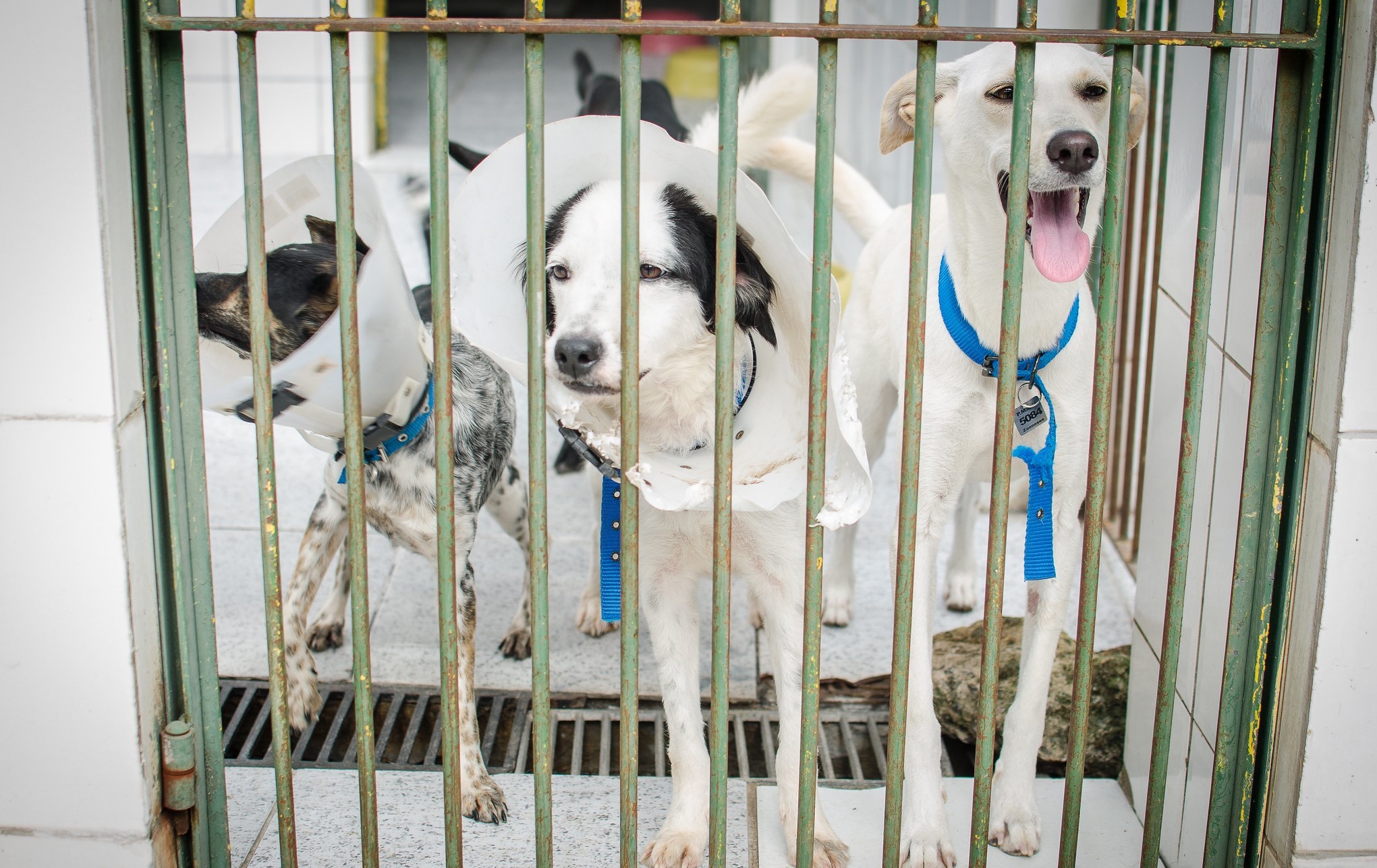 São Vicente abre agenda para a castração de 1,3 mil animais, entre cães e gatos; saiba como se cadastrar
