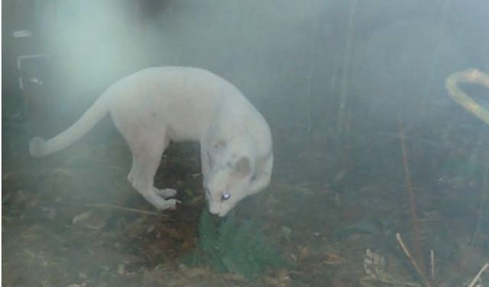 Animal foi identificado após armadilhas fotográficas instaladas em área da Mata Atlântica — Foto: ICMBIO