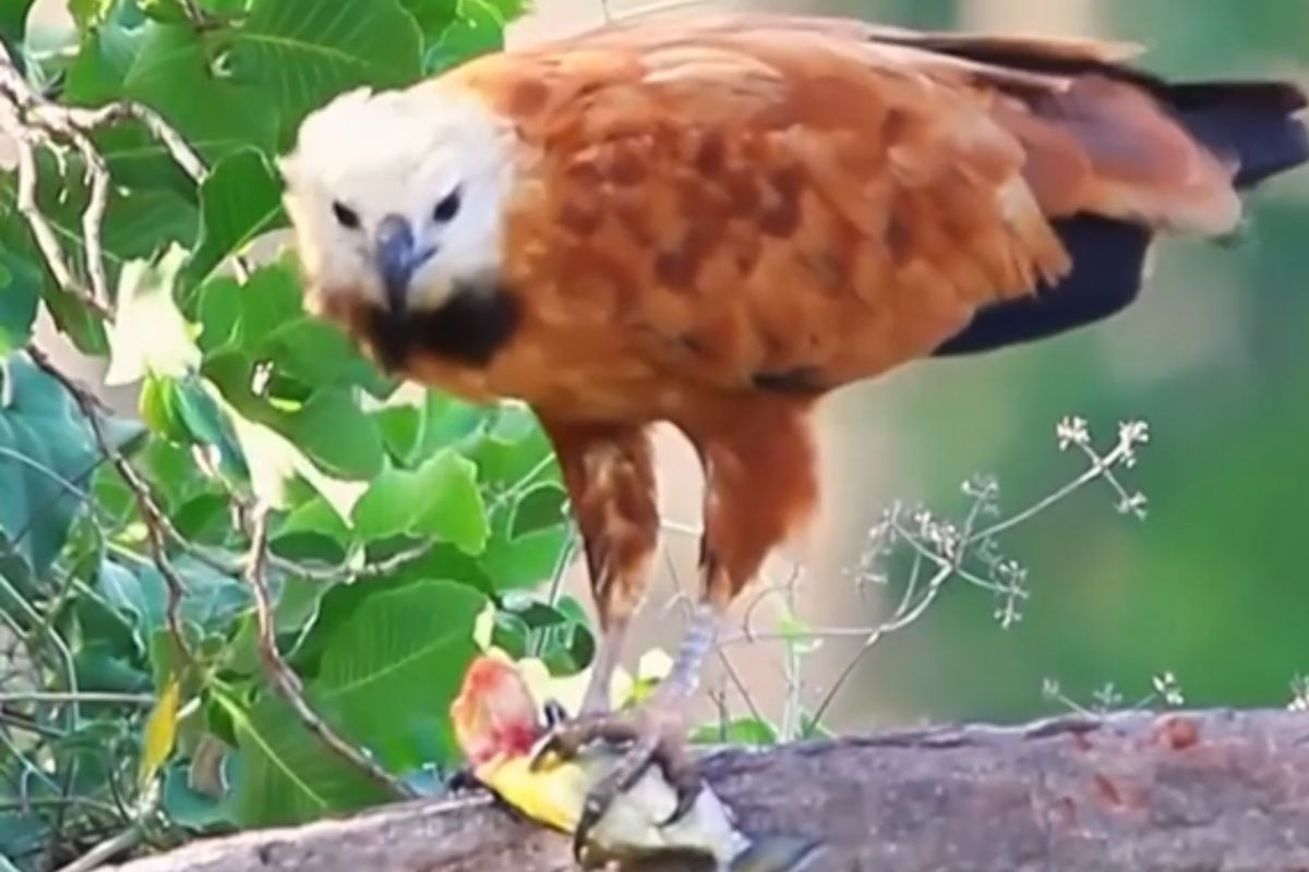 Gavião é flagrado comendo piranha após capturar peixe em rio do Pantanal 