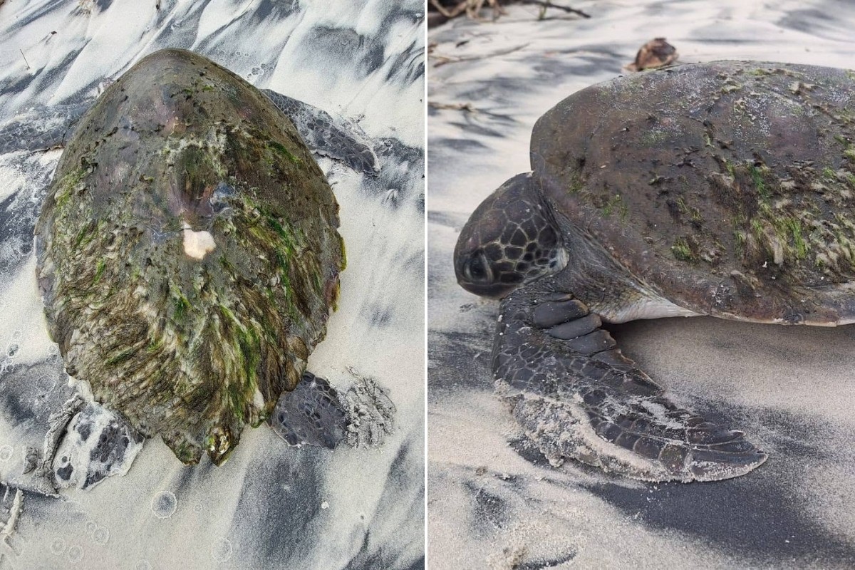 Green turtle rescued after being stranded on the coast of SP