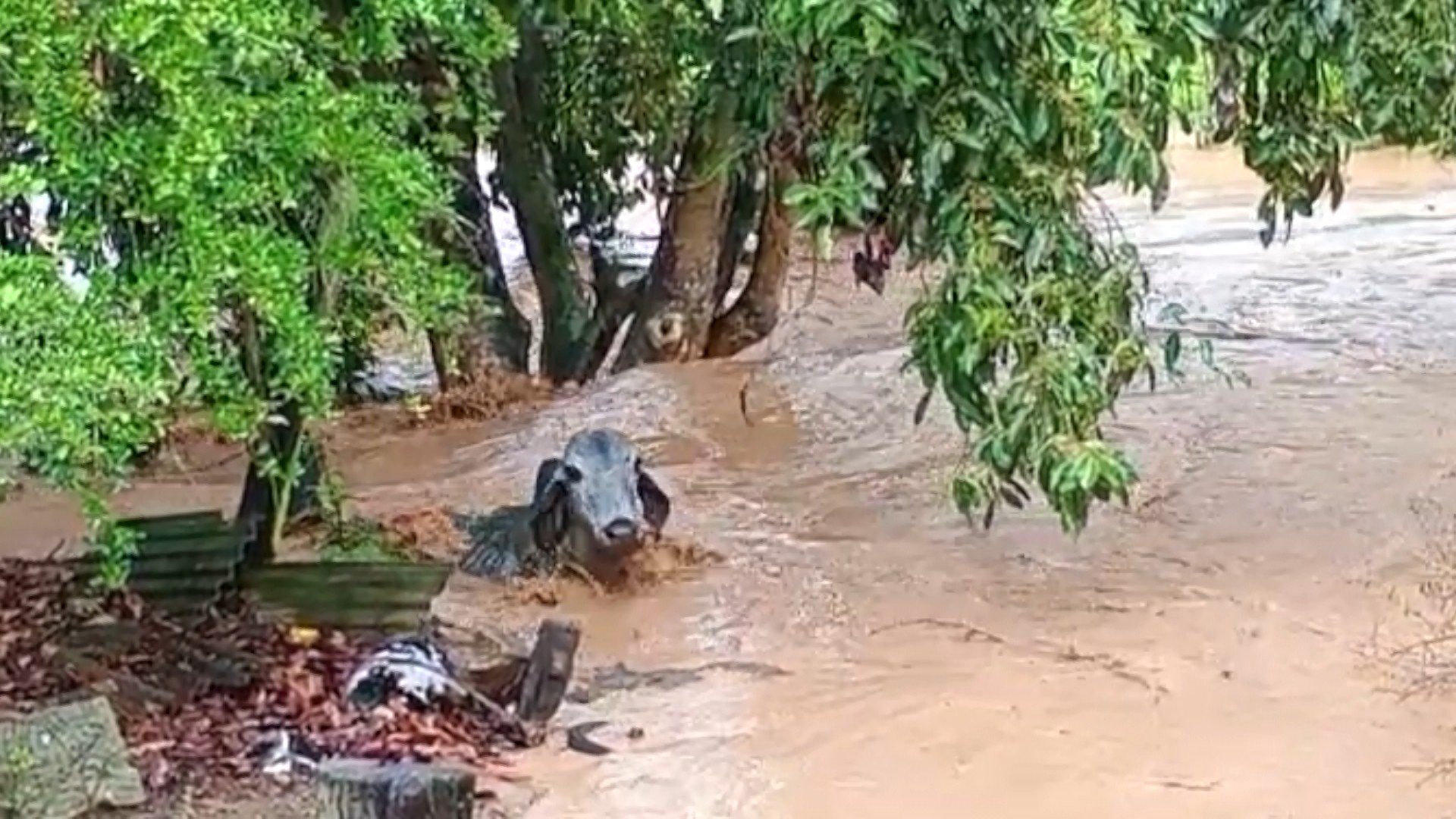 VÍDEO: vacas são arrastadas em correnteza durante chuva forte no ES