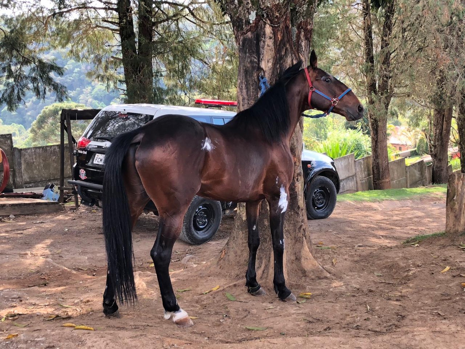 Motorista de aplicativo fica ferido após atropelar e matar cavalo na  BR-277, na Grande Curitiba