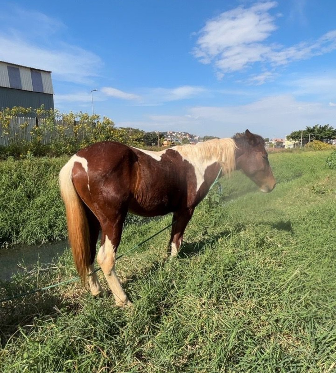 Cavalos feridos e abandonados são resgatados em Suzano 