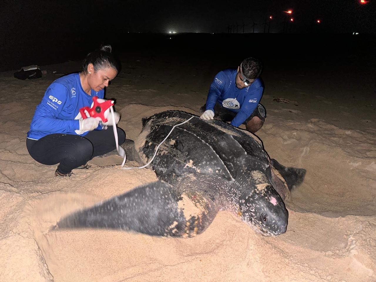 Dia Mundial da Tartaruga: litoral do Piauí é importante sítio de desova de espécie gigante ameaçada de extinção