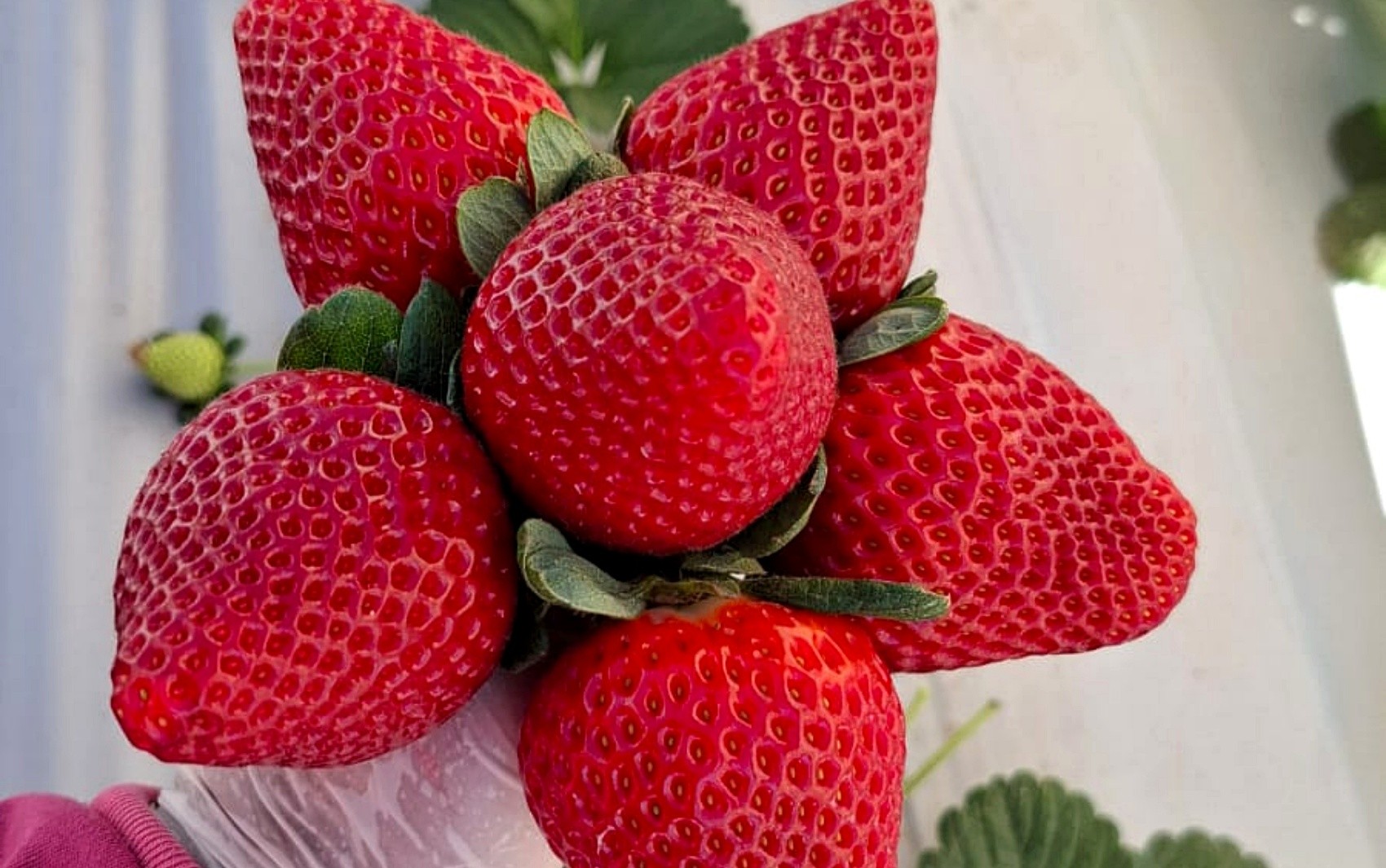 Febre do 'morango do amor' antecipa corrida pela fruta no maior polo produtor do Brasil