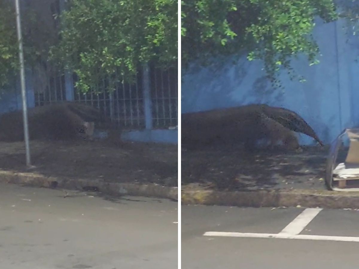 VÍDEO: tamanduá-bandeira é flagrado andando por rua de Piracicaba na madrugada