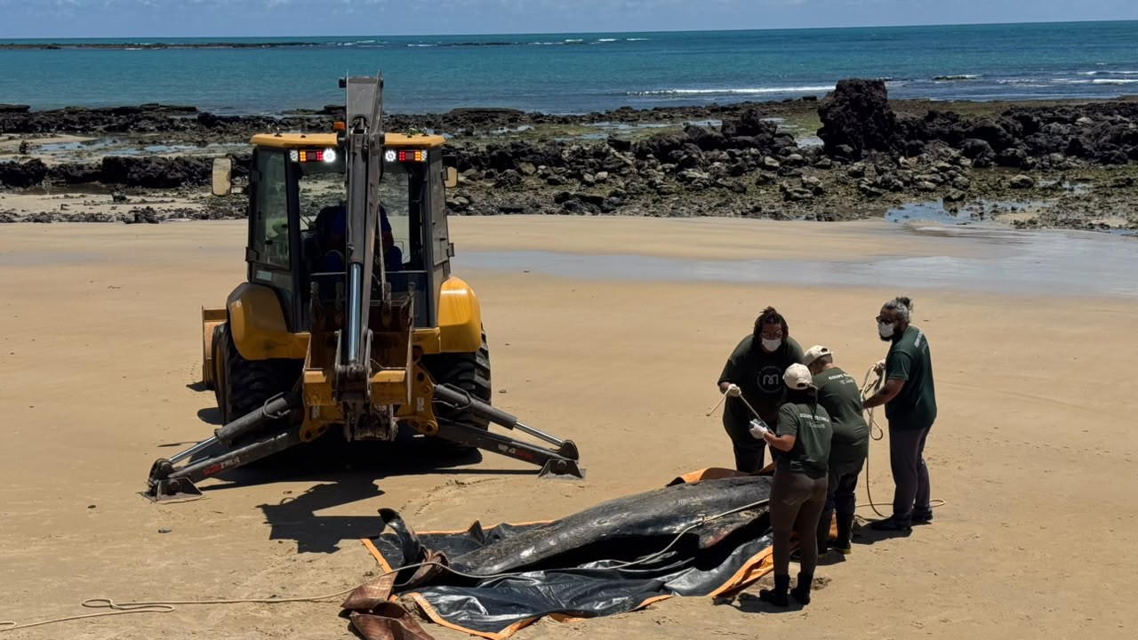 Baleia-piloto morre após encalhar em praia do litoral do RN