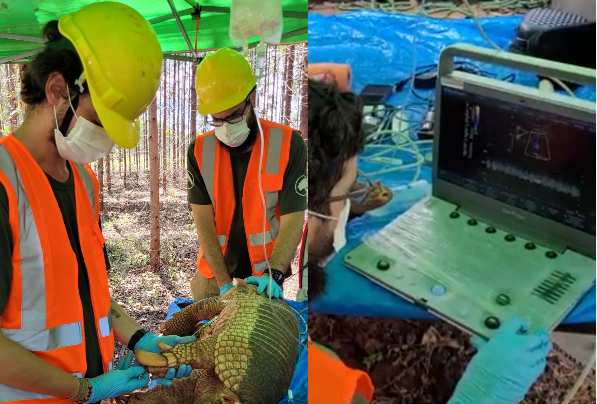 Tatu-canastra grávida é registrada pela primeira vez em área monitorada em MS