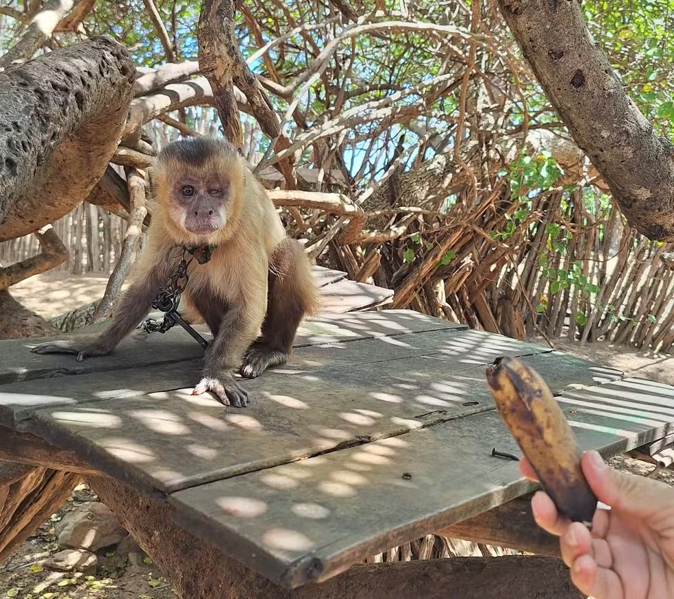 Macaco-prego é resgatado em situação de vulnerabilidade na zona rural de cidade no litoral do Piauí