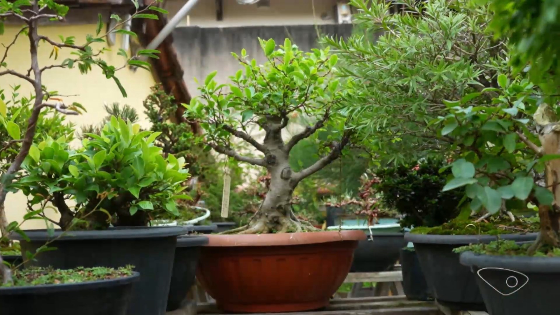 Hobby ou fonte de renda: arte do bonsai leva um pouco da natureza para dentro de casa