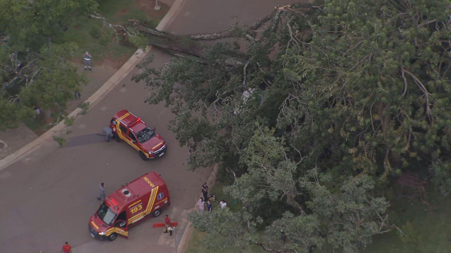 Árvore de grande porte cai dentro do Parque Ibirapuera e deixa duas pessoas feridas