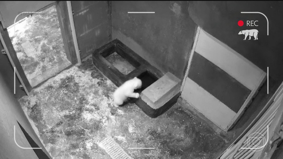 Fantástico mostra registros do dia a dia da nova primeira bebê urso nascida na América Latina — Foto: Reprodução/TV Globo